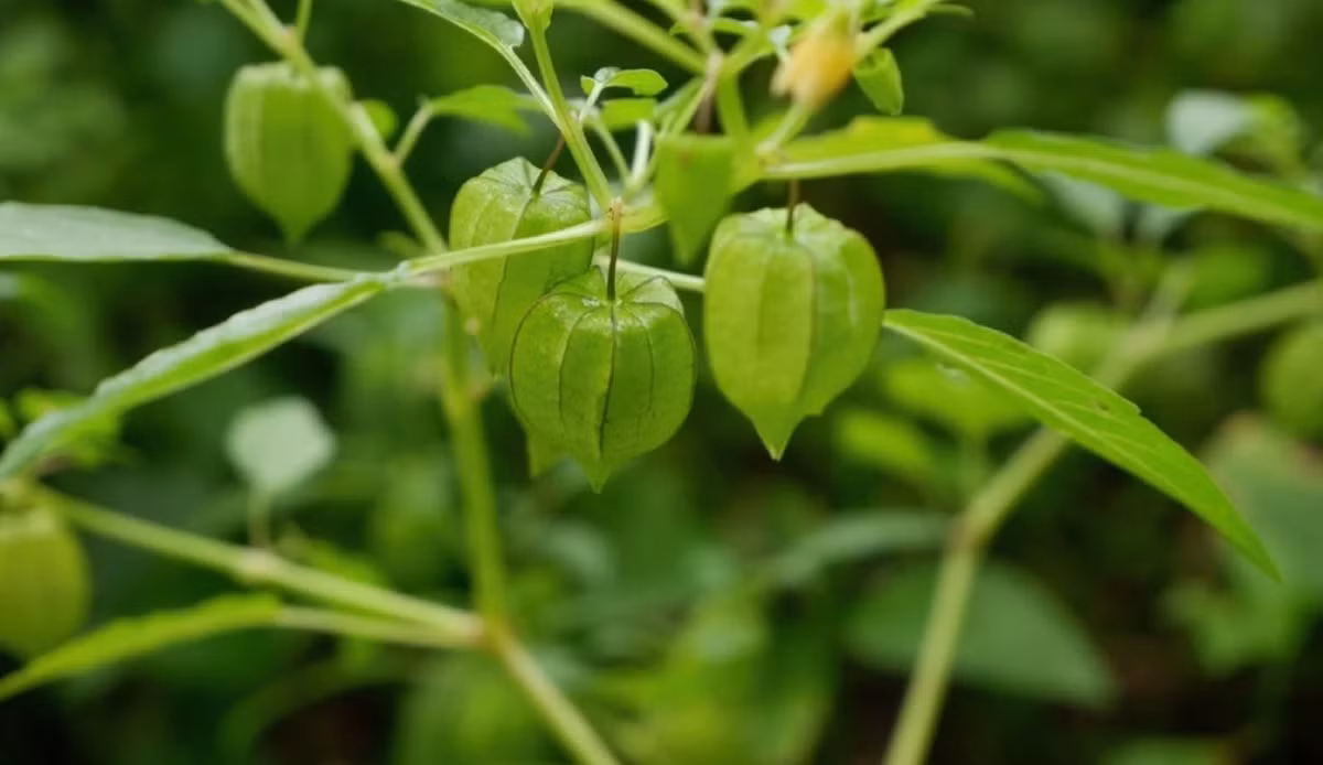 Tuy nhiên, dường như hiếm thấy người Việt ăn quả tầm bóp. Trong khi đó tại Nhật Bản, quả tầm bóp có giá vô cùng đắt đỏ. Ảnh: Internet