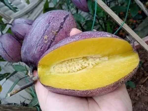 Bên trong, ruột dưa màu vàng nhạt, mùi thơm nhẹ như dưa lưới và hương vị rất lạ. Hạt nhỏ li ti có thể ăn được. Ảnh: Facebook