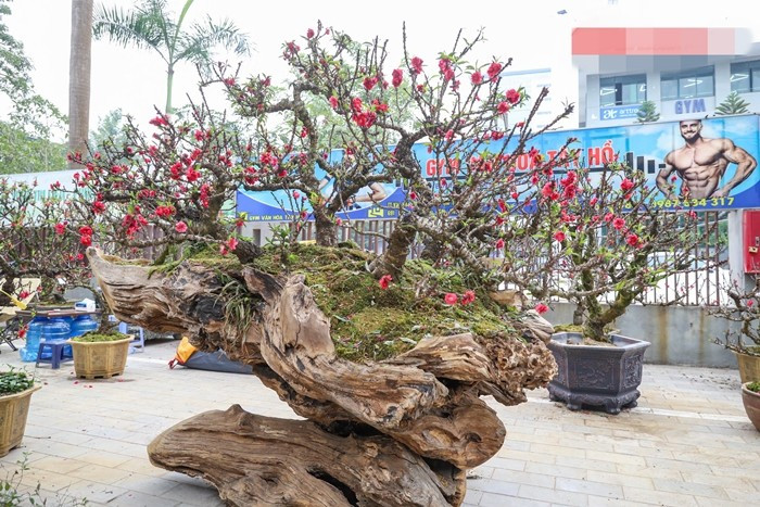 Mỗi cây được cho thuê với giá khoảng 200 triệu đồng trong dịp Tết. Nếu bán trọn gói, mức giá lên tới 400 triệu đồng/cây. Ảnh: Daidoanket