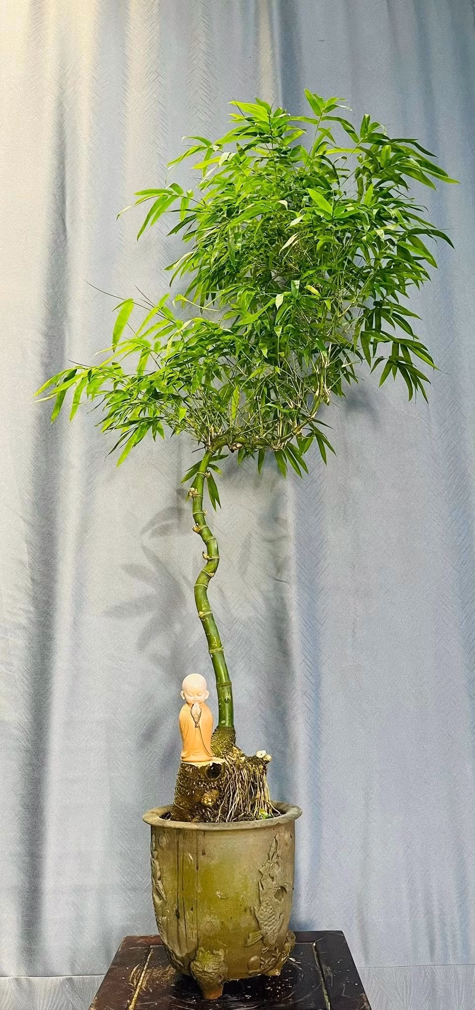 Tre bonsai có thể trưng trong phòng khách, phòng làm việc...Ảnh: Facebook