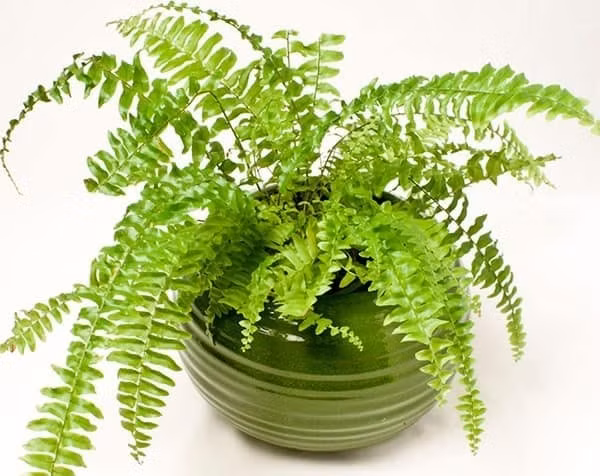 Dương xỉ là loại cây ưa ẩm, có khả năng hút các hạt bụi nhỏ li ti và kim loại nặng trong không khí. Ảnh: Internet