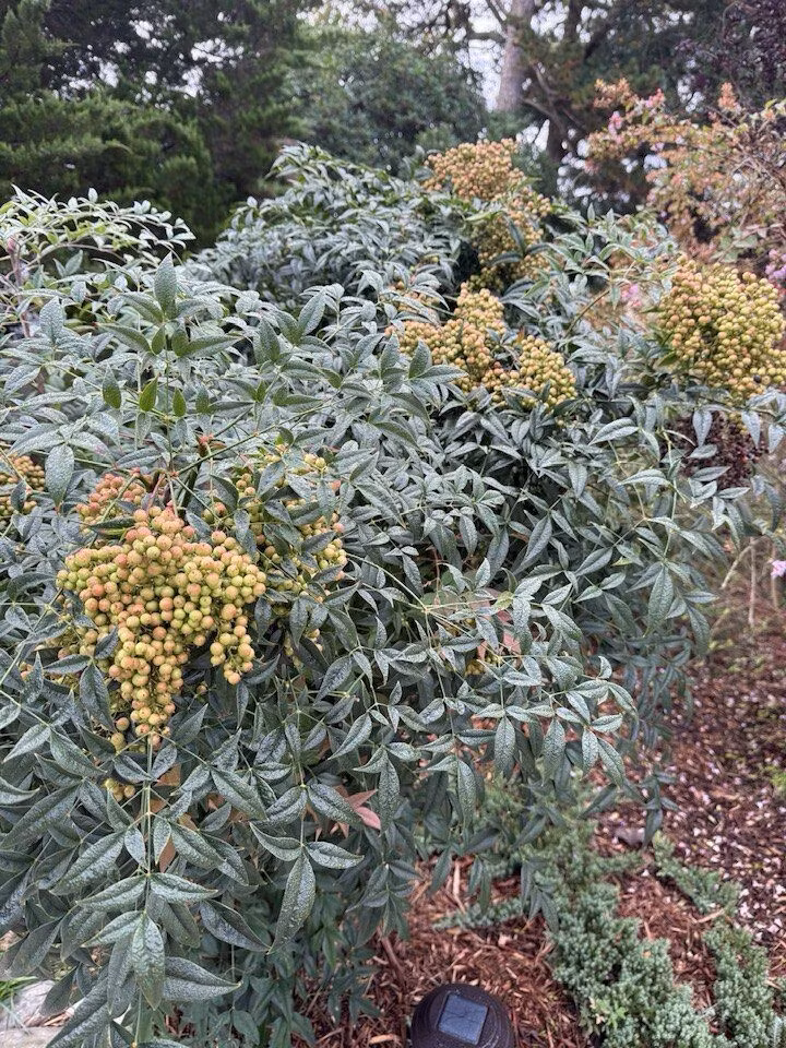 Đặc biệt, bà Liên Phạm đăng tải nhiều về cây nam thiên trúc. Ảnh: FB Lien Pham