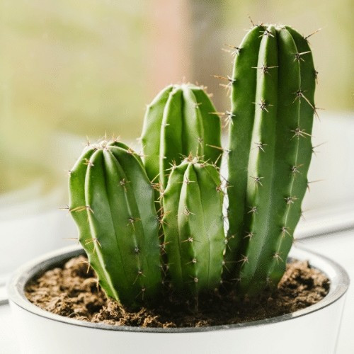 Đặc biệt, trồng xương rồng trong vườn nhà hoặc gần lối đi vào nhà đầu năm được cho là không tốt cho vận khí, cản trở tài lộc. Ảnh: Sfarm