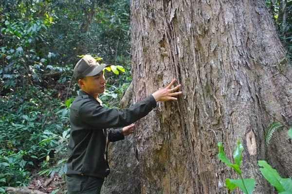 Cây giáng hương thường mọc ở độ cao 100-800m so với mực nước biển và vùng có lượng mưa 1270-1520mm/năm. Ảnh: Báo Gia Lai