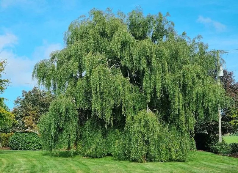 Trồng cây liễu trong vườn nhà đầu năm được cho là dễ mang đến cảm giác u ám, ảnh hưởng đến tinh thần của các thành viên trong gia đình. Ảnh: Internet