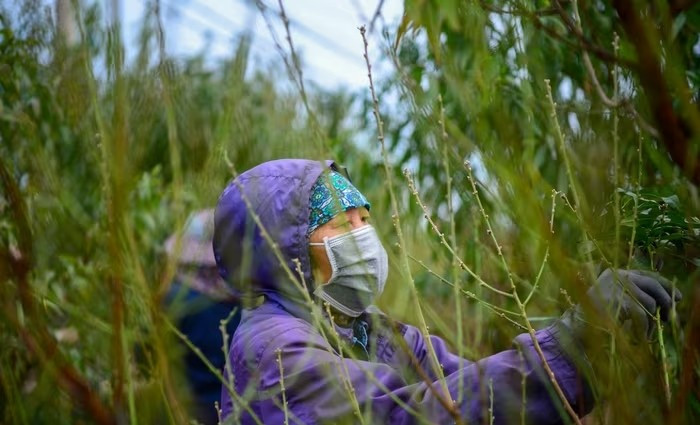 Hàng nghìn gốc đào đang được người dân thực hiện công đoạn quan trọng nhất, đó là tuốt lá. Ảnh: Khánh Huy/Phapluatxahoi