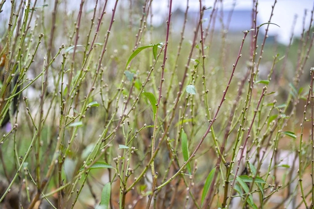 Do đó, người trồng đào luôn theo dõi sát từng đợt nắng, rét để lựa chọn thời điểm phù hợp. Ảnh: Báo Thanh Hóa
