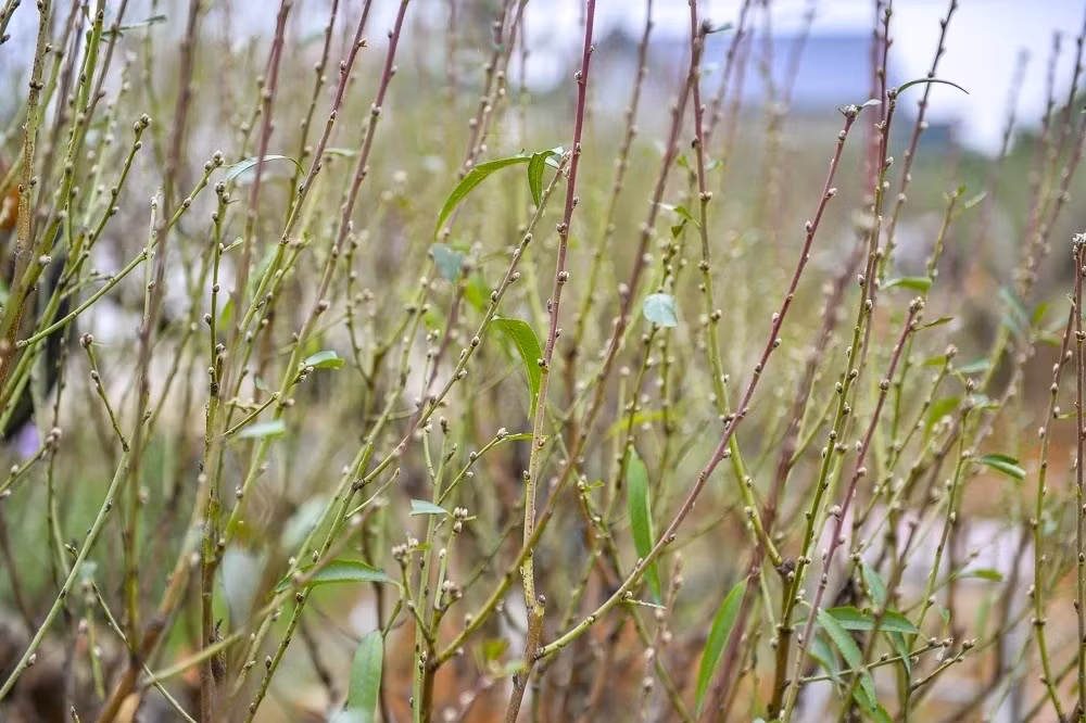 Do đó, người trồng đào luôn theo dõi sát từng đợt nắng, rét để lựa chọn thời điểm phù hợp. Ảnh: Báo Thanh Hóa