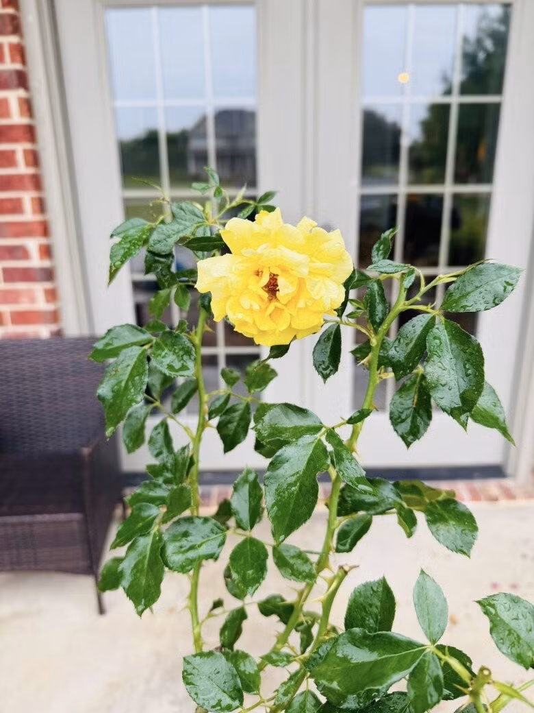 Hoa hồng được chăm sóc kỹ lưỡng, khoe sắc thắm. Ảnh: FBNV