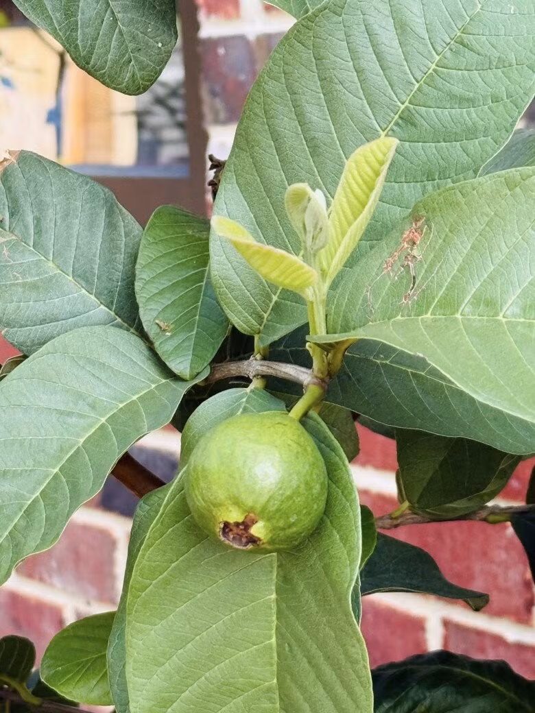 Ổi xanh non tròn trịa bắt đầu lớn. Ảnh: FBNV