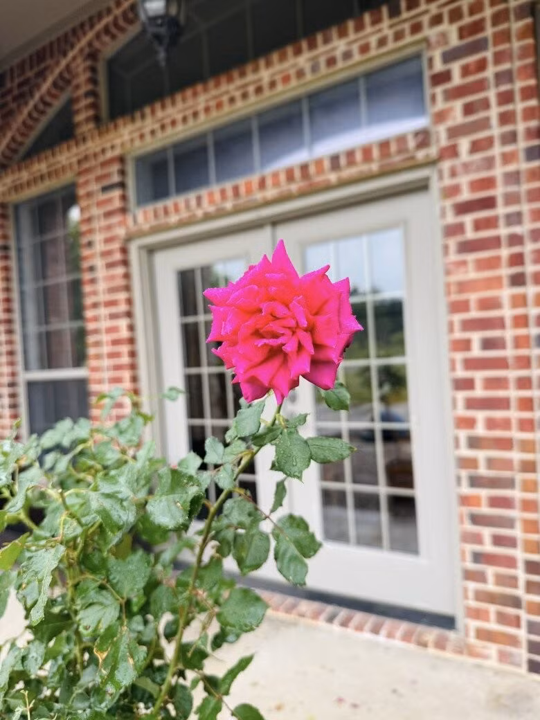 Để hồng cho hoa đều và khỏe mạnh, cần chú trọng bón phân định kỳ và tỉa cành khô. Ảnh: FBNV