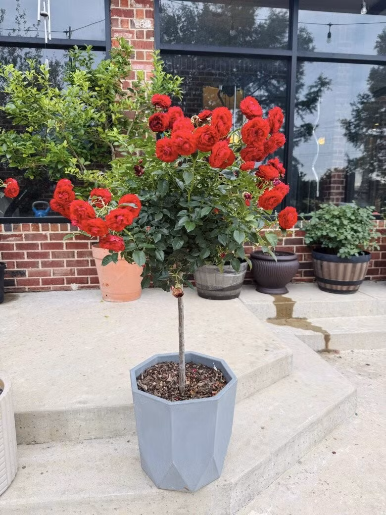 Hồng trồng trong chậu lớn cũng nở hoa rực rỡ. Ảnh: FBNV