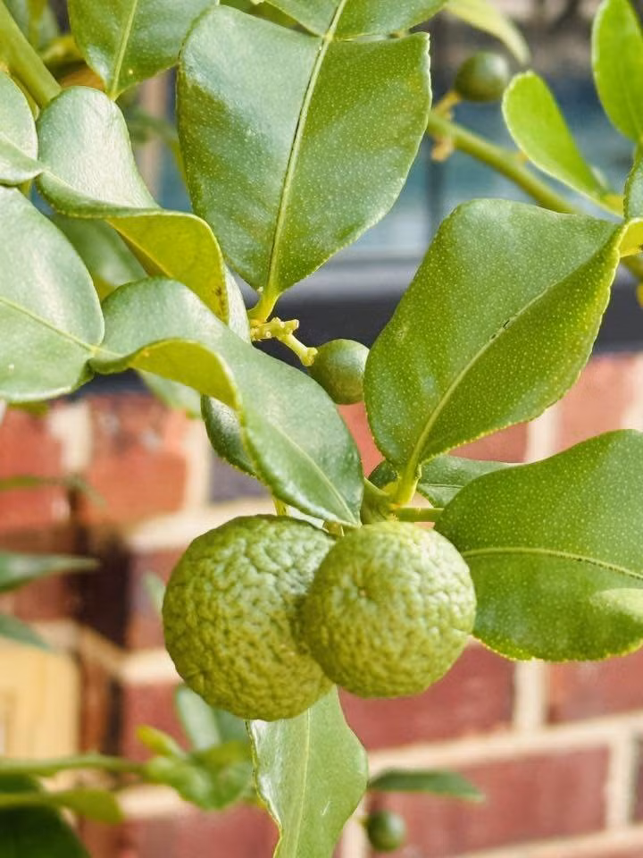 Cây chanh đã cho quả, lớp vỏ sần sùi. Ảnh: FBNV