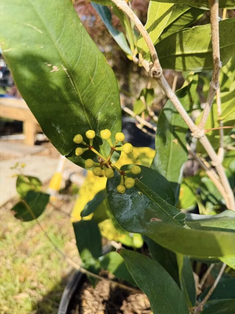 Mận trồng chậu bắt đầu trổ bông. Ảnh: FBNV