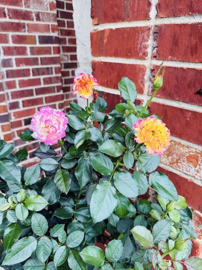 Trong khuôn viên biệt thự, vợ chồng nữ ca sĩ trồng nhiều loại hoa khác nhau cho không gian thêm sống động. Ảnh: FBNV