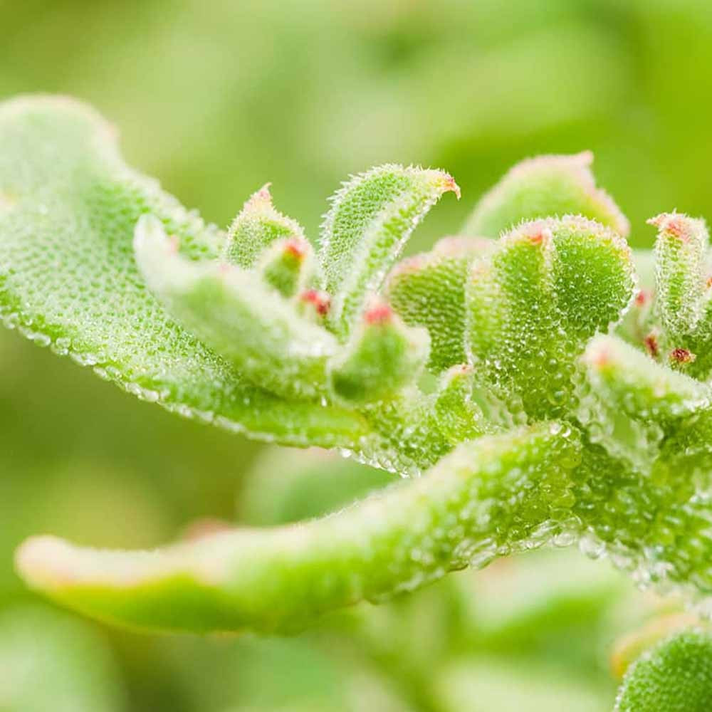 Rau kim cương đòi hỏi quy trồng tỉ mỉ. Mỗi luống rau phải được tưới bằng nước khoáng và đảm bảo không nhiễm tạp chất để giữ được lớp “bông tuyết” tự nhiên. Ảnh: Facebook