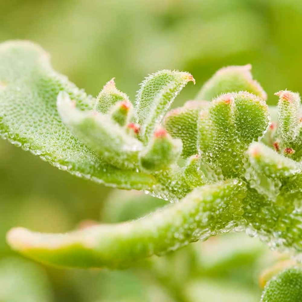 Rau kim cương đòi hỏi quy trồng tỉ mỉ. Mỗi luống rau phải được tưới bằng nước khoáng và đảm bảo không nhiễm tạp chất để giữ được lớp “bông tuyết” tự nhiên. Ảnh: Facebook