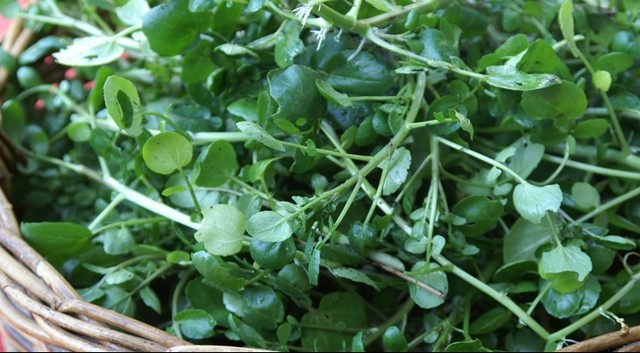 Tại Việt Nam, cải xoong trồng rộng rãi ở cả ba miền và trở thành loại rau quen thuộc trong bữa ăn hằng ngày của nhiều gia đình. Ảnh: Internet