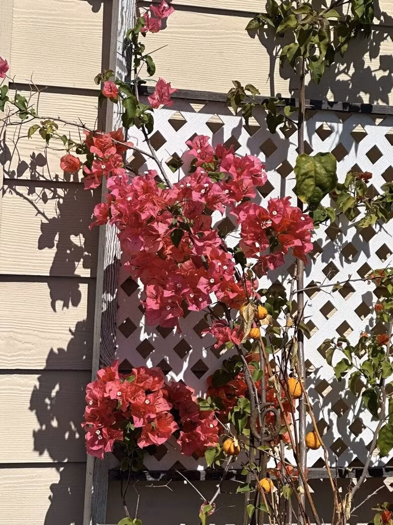 Giàn hoa giấy rực rỡ sắc hồng leo trên khung gỗ trắng, tạo bức tường hoa lộng lẫy. Ảnh: FB Nguyễn Vy Oanh