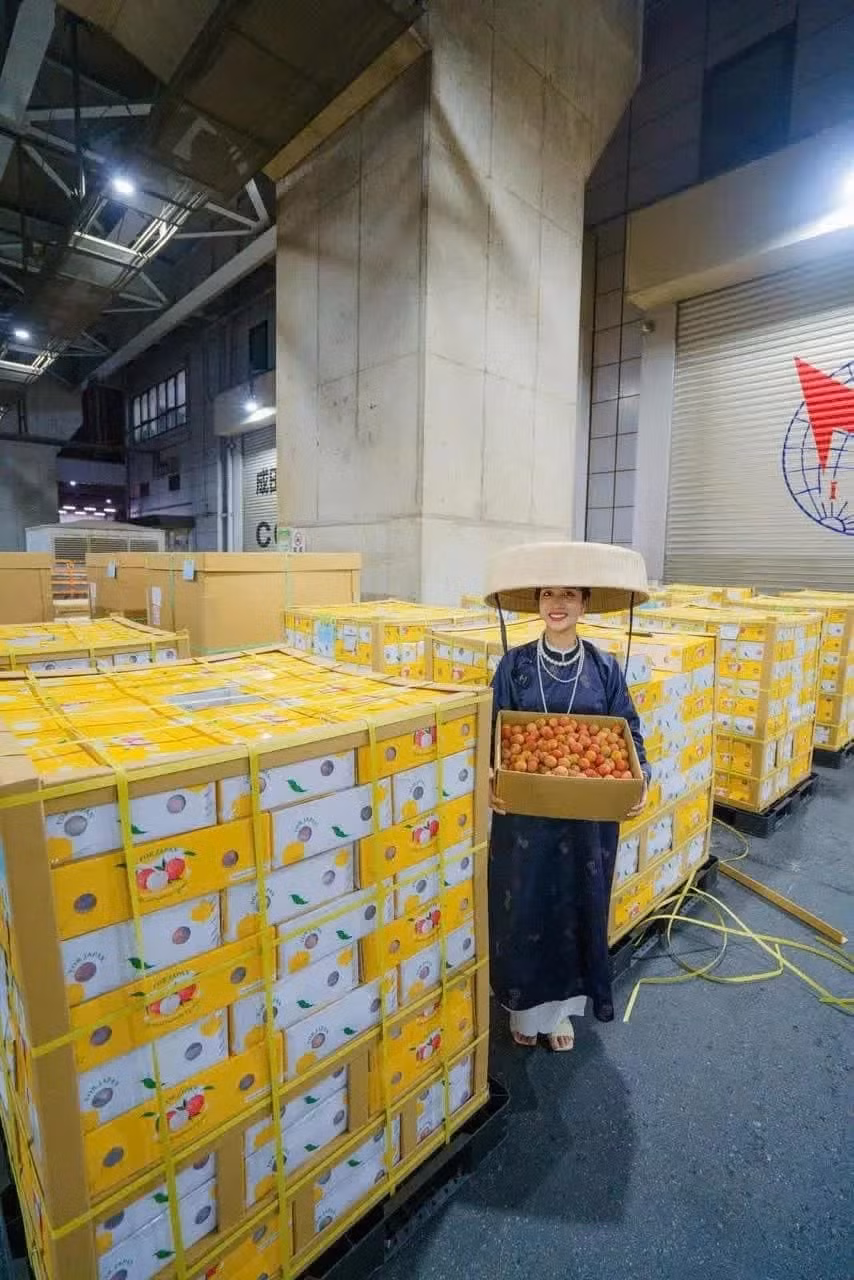 Lô vải thiều đầu tiên trong năm 2025 của Việt Nam hạ cánh tại Nhật Bản ngày 29/5/2025. Lô vải gồm 3,7 tấn quả được thu mua từ các xã thuộc huyện Lục Ngạn (Bắc Giang), nơi đã đạt chuẩn GlobalG.A.P về quản lý vùng trồng và an toàn thực phẩm. Ảnh: VTV