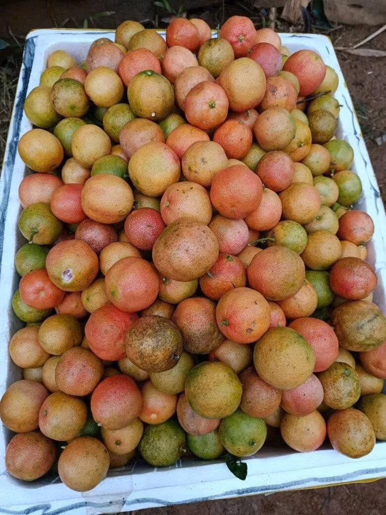 Tuy nhiên, vài năm gần đây, chanh đào rừng trở thành đặc sản được dân phố ưa chuộng. Khi thời tiết bắt đầu se lạnh cũng là thời điểm chanh đào rừng vào mùa. Ảnh: Facebook