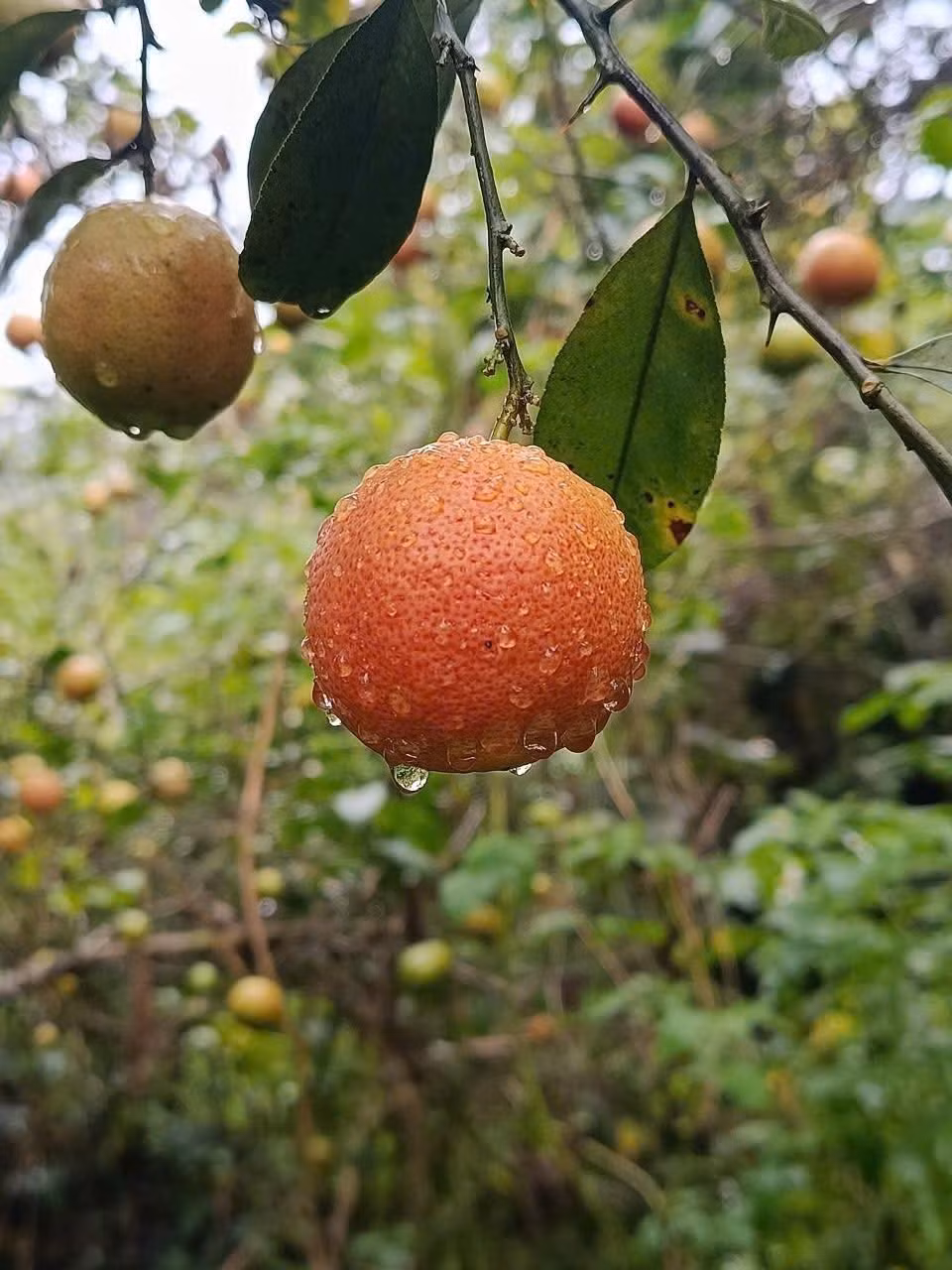 Người bán cho biết, đây là loại chanh đào mọc trên núi đá, chỉ vào mùa trong khoảng thời gian ngắn từ tháng 9 đến tháng 10 âm lịch. Ảnh: Facebook