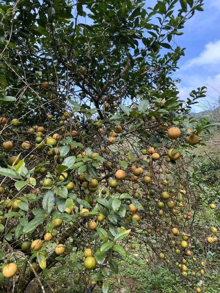 Trên chợ mạng, nhiều địa chỉ rao bán chanh đào rừng với giá từ 55.000 - 75.000 đồng/kg. Ảnh: Facebook