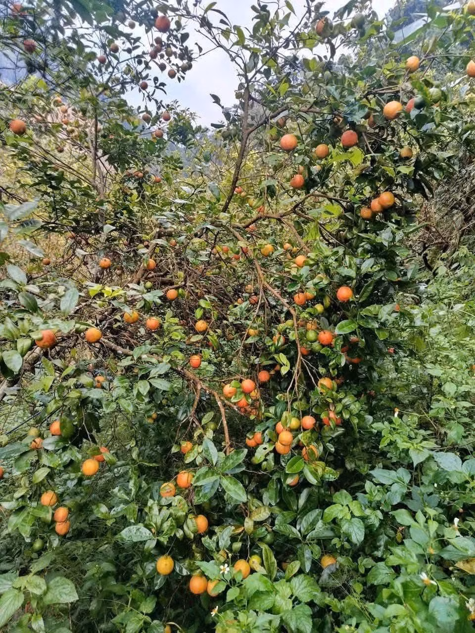Nhờ thu hái chanh đào rừng, nhiều hộ dân ở vùng Tây Bắc có thêm nguồn thu nhập đáng kể. Nhiều hộ trồng thêm trên đồi để bán. Ảnh: Facebook