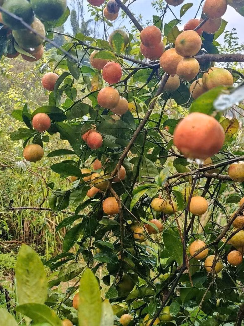 Trước đây, chanh đào mọc hoang trong rừng, đến mùa bà con vào hái về dùng. Ảnh: Facebook