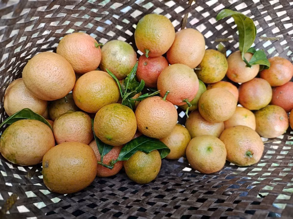 Do sinh trưởng trong điều kiện khí hậu, thổ nhưỡng đặc thù của vùng núi cao, chanh đào rừng thơm nồng, mọng nước và đậm vị hơn. Ảnh: Facebook
