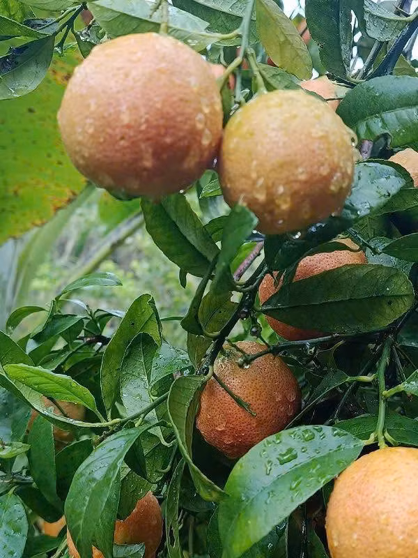 Loại chanh này có lớp vỏ xù xì, khi chín chuyển màu hồng đẹp mắt. Ảnh: Facebook