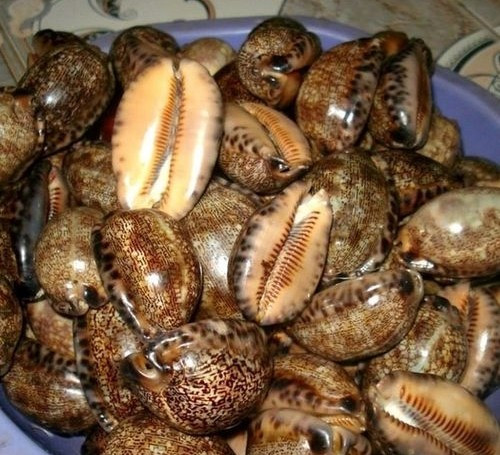 Khi vận chuyển đến các địa phương khác, giá ốc có thể tăng lên 120.000-150.000 đồng/kg. Ảnh: ifarmer