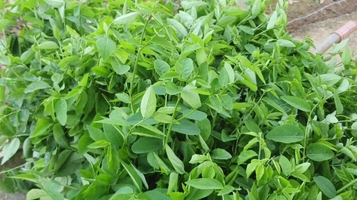 Trong khi đó, rau ngót sạch lá mỏng, màu xanh nhạt hơn, đôi khi vẫn có đốm nhỏ do sâu gây ra. Ảnh: VOV