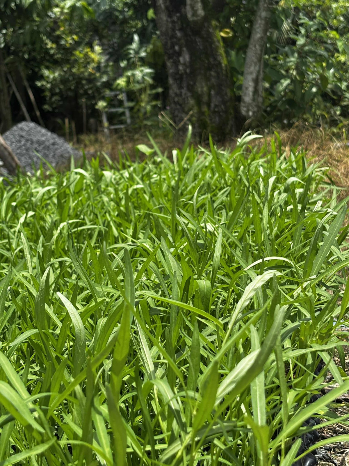 Bao quanh khu nhà vườn là bạt ngàn cây xanh, rau sạch và những luống hoa nở quanh năm. Ảnh: FB Trần Việt Trinh