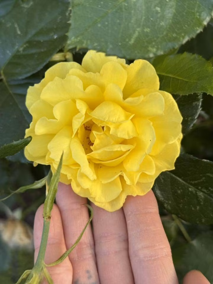 Hoa hồng vàng bung nở. Ảnh: FB Kim Hien