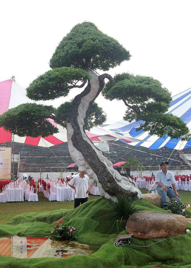 Cây me keo hơn 100 năm, thời gian uốn tạo tác gần 20 năm. Đã có người trả 2,5 tỷ đồng nhưng anh Lộc vẫn chưa hài lòng với mức giá đó. Ảnh: Dân Việt
