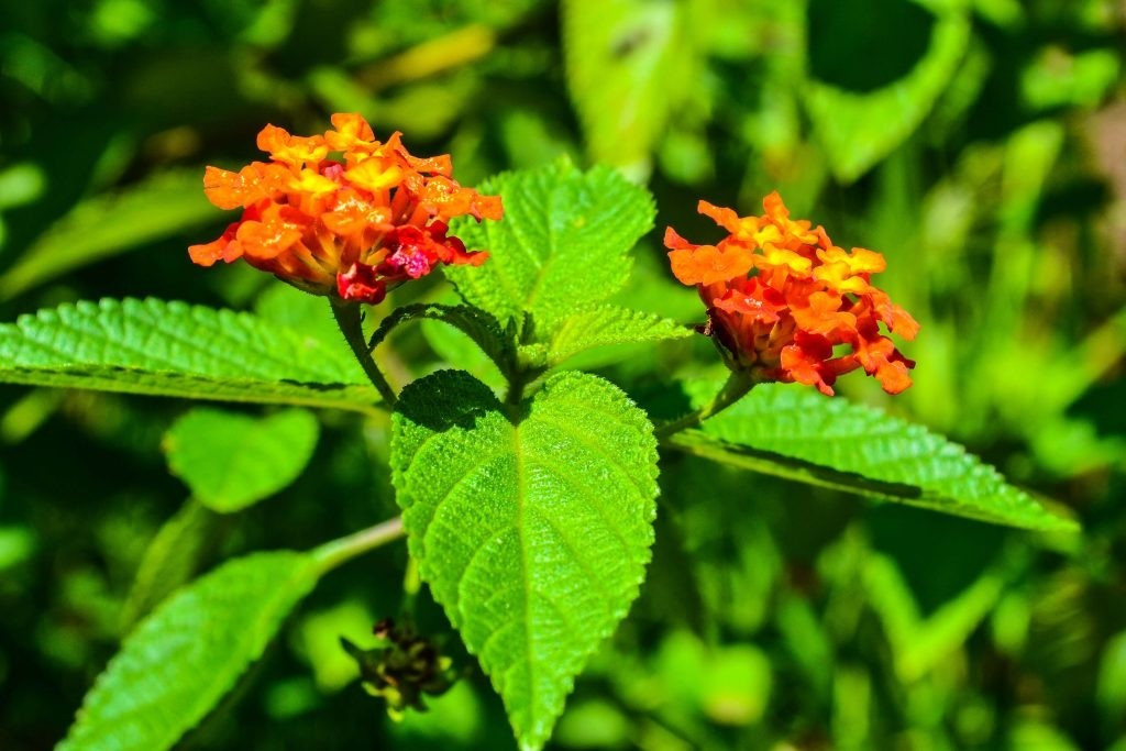 Ít ai biết, mùi hương đặc trưng của cây ngũ sắc khiến rắn không muốn lại gần. Loài cây này sinh trưởng mạnh, phù hợp trồng dọc tường rào, bờ ao, khu đất trống. Ảnh: Tiki