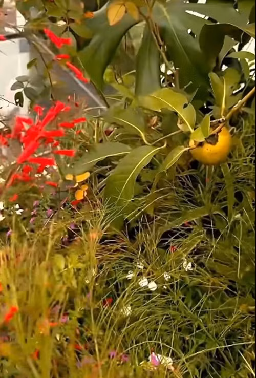 Một góc vườn trên ban công của Hồng Nhung. Ảnh chụp màn hình