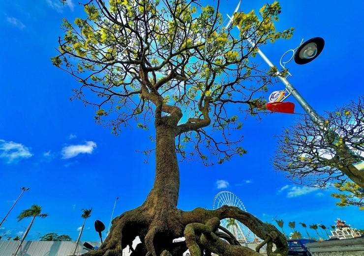 Đáng chú ý nhất là cây mai được định giá 500 triệu đồng của ông Đặng Văn Vinh (phường Điện Bàn Đông, TP. Đà Nẵng). Ảnh: Tiền phong