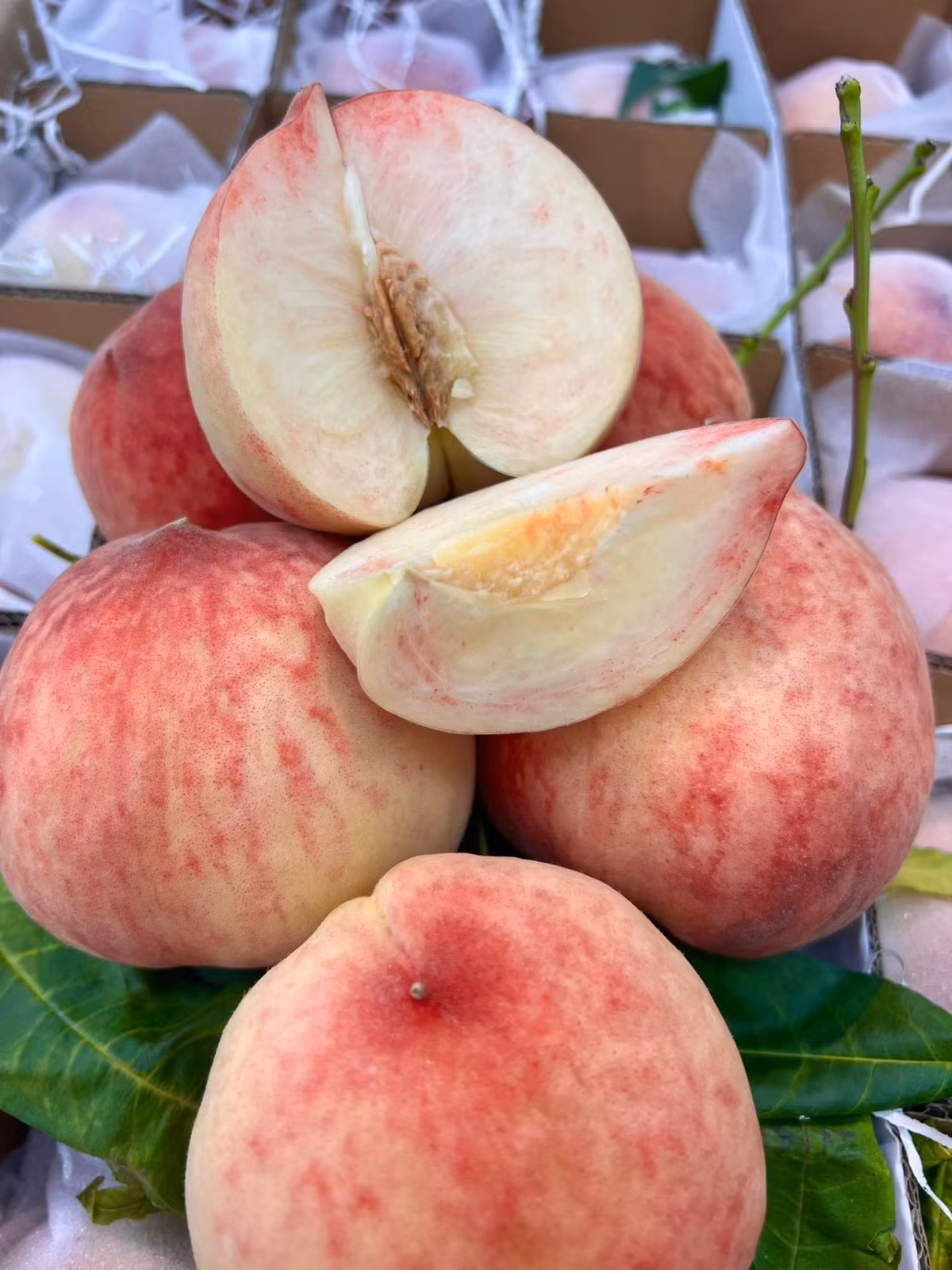 Bởi, loại đào này không chỉ to, mẫu mã bắt mắt mà phần thịt còn giòn, vị ngọt thuần, thích hợp làm quà biếu. Ảnh: Facebook