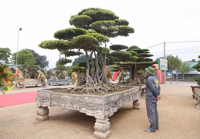 Nhiều năm trước, giới chơi cây cảnh không khỏi trầm trồ trước cây sanh “Long chúa" - cây sanh cổ nhất ở làng cây cảnh Việt Nam. Ảnh; Dân Việt