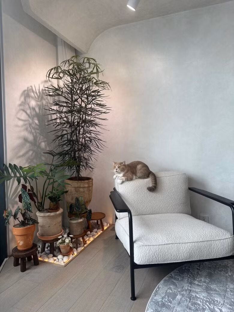 Một góc phòng được bố trí thành không gian xanh đẹp mắt. Ảnh: FBNV