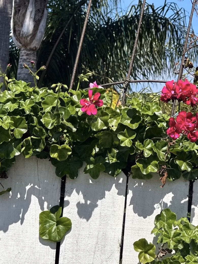 Khu vườn với nhiều loại hoa đua nhau khoe sắc. Ảnh: FB Nguyễn Vy Oanh