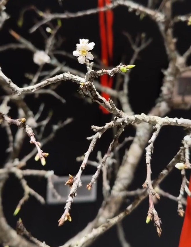 Trên thân và cành cây đã có nụ, đôi chỗ còn điểm xuyết vài bông hoa trắng muốt xinh xắn. Ảnh chụp màn hình