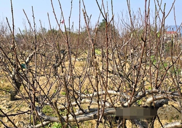 Phần lớn cây đào cổ thụ trong vườn của anh Hoàn đã có khách đặt cọc từ sớm. Ảnh: Dân Việt