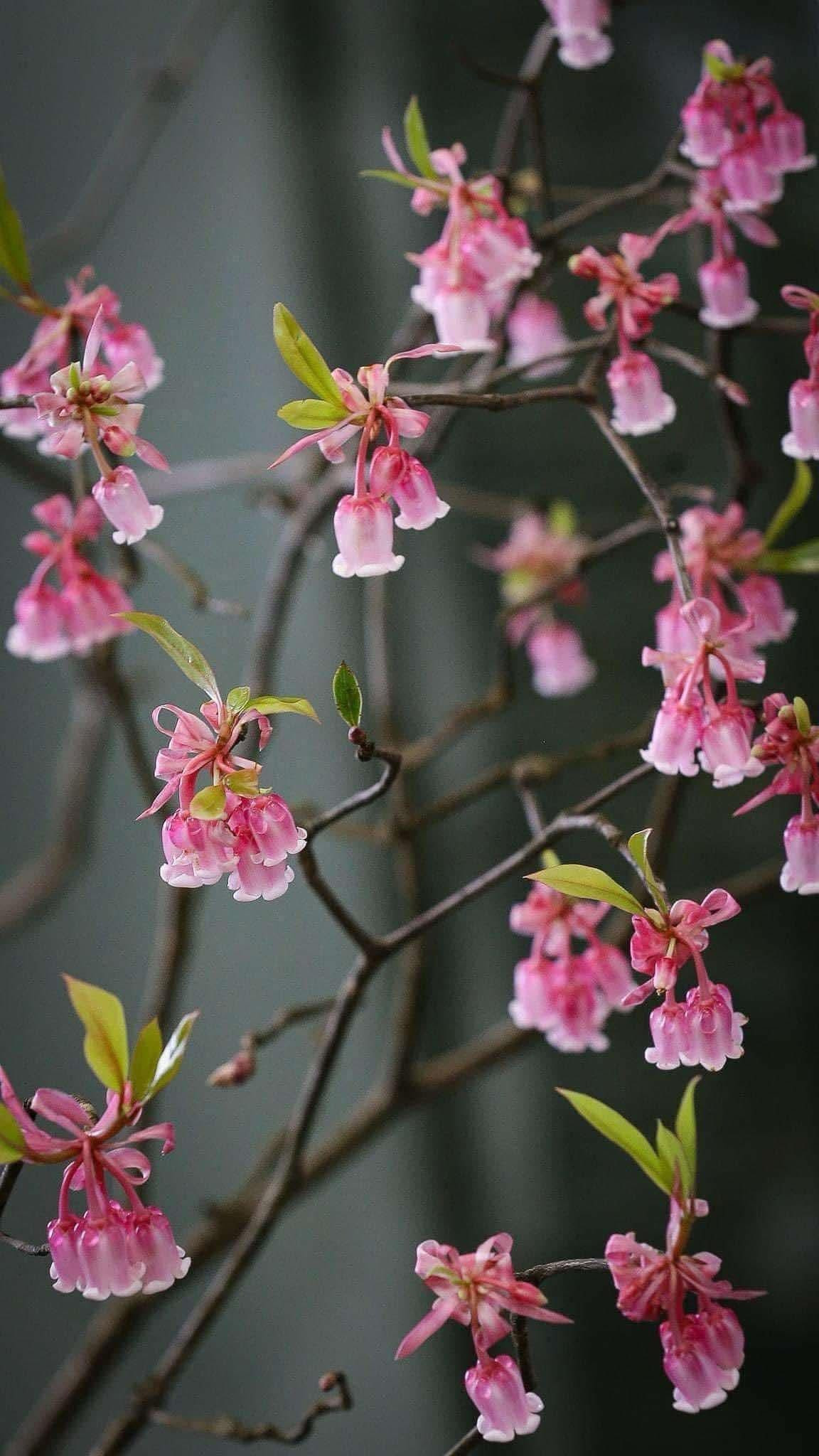 Trong khi đó, những cành đào lớn, cao trên 2–3 mét, nhiều nụ, dáng tự nhiên đẹp có thể từ 2–5 triệu đồng/cành, thậm chí cao hơn. Ảnh: FB Ngọc Ánh