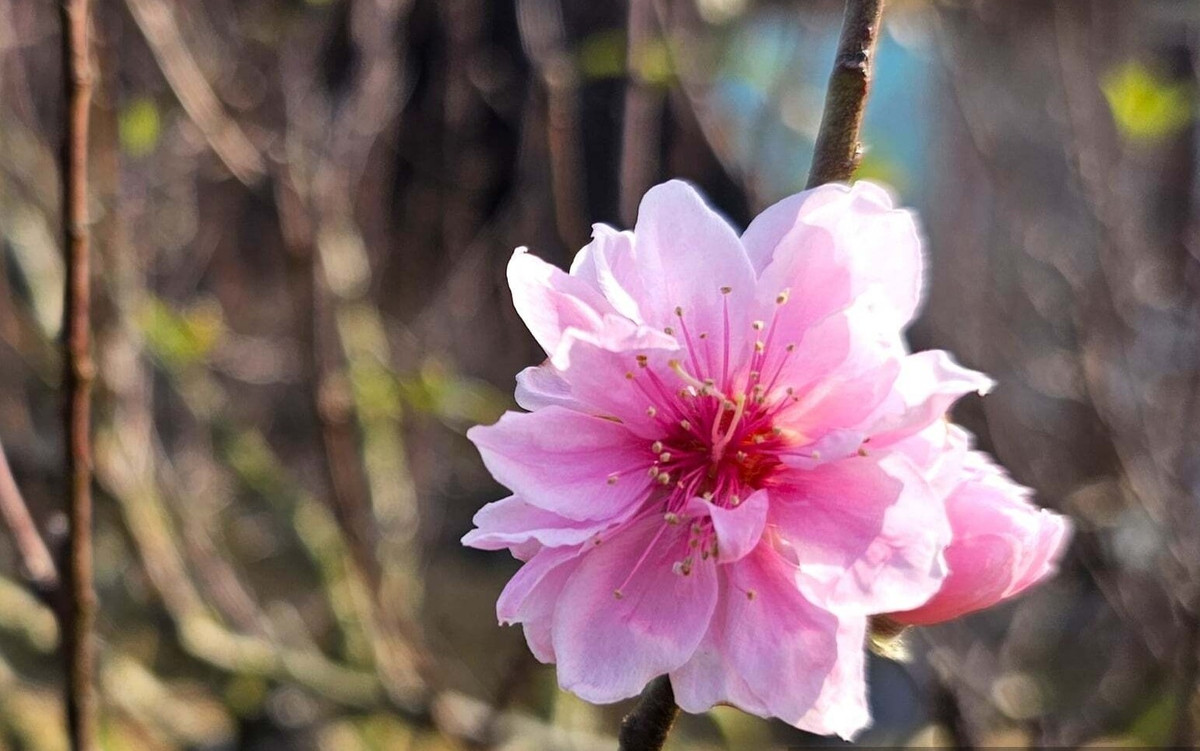 Dịp Tết năm nay, những gốc đào cổ thụ dự kiến giúp anh Hoàn thu về khoảng nửa tỷ đồng. Ảnh: Dân Việt