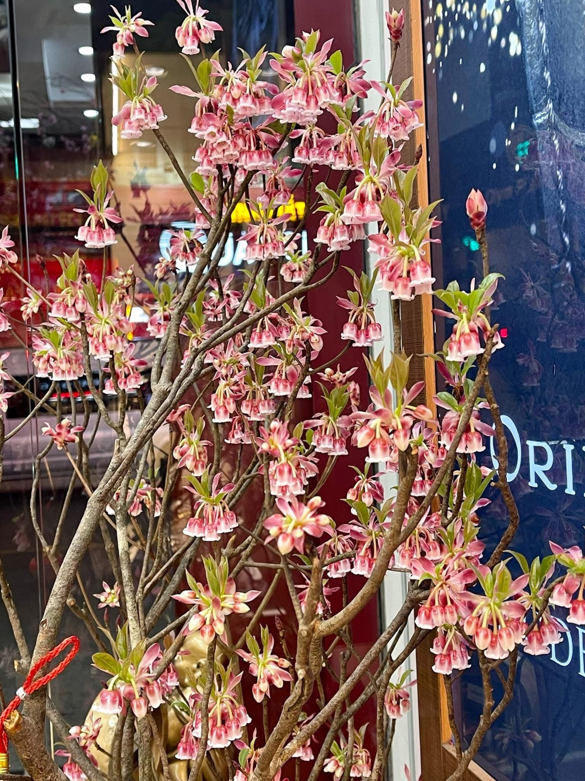 Bên cạnh các loại hoa quen thuộc như đào phai, đào bích, mai vàng...thị trường hoa Tết năm nay có sự xuất hiện của đào chuông Yên Tử. Ảnh: FB Huy Toan Nguyen