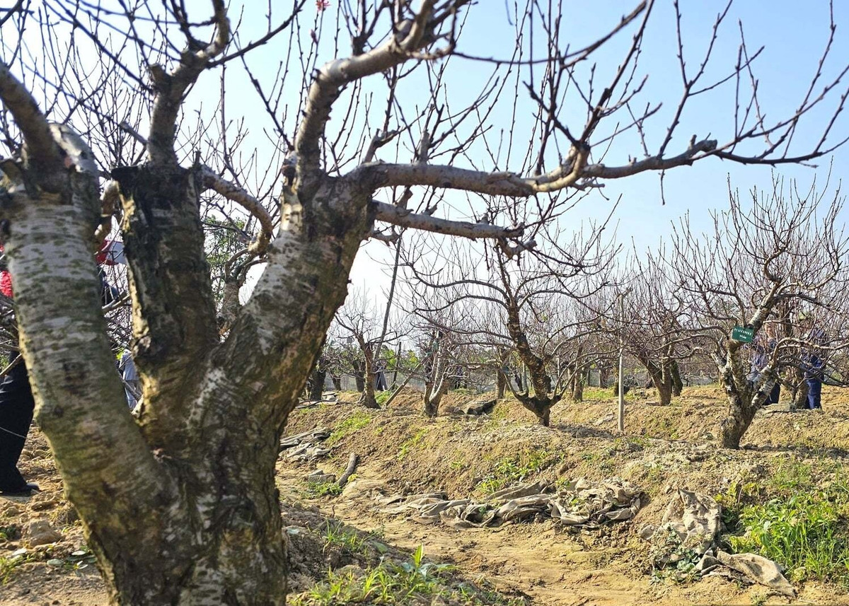 Đào thế cổ thụ được anh Hoàn cho thuê với giá từ 5 đến 20 triệu đồng/cây. Ảnh: Dân Việt