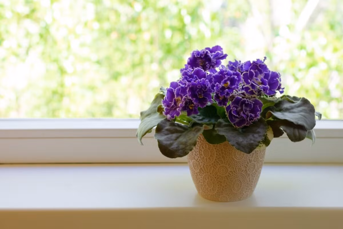 Mùi thơm nhẹ của hoa giúp cải thiện chất lượng không khí, hạn chế vi khuẩn trong nhà. Đặt chậu violet châu Phi trong nhà dịp Tết mang ý nghĩa gia đình thuận hòa, năm mới bình an. Ảnh: Dalat Hasfarm
